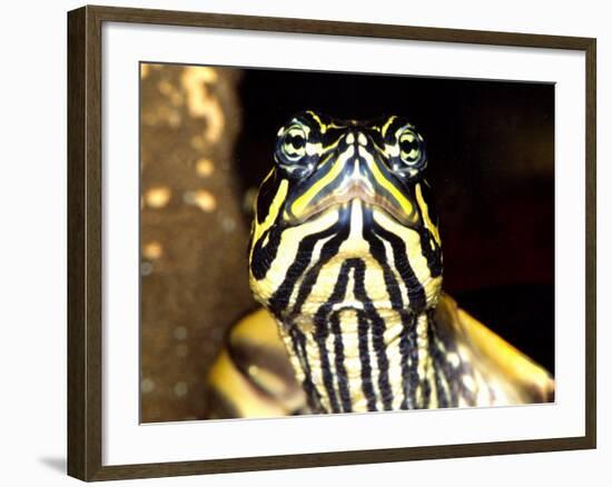 Red Belly Turtle Portrait, Native to Southern USA-David Northcott-Framed Photographic Print