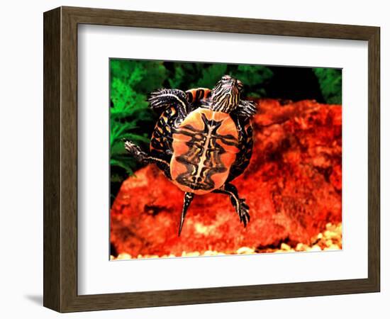 Red Belly Turtle-David Northcott-Framed Photographic Print