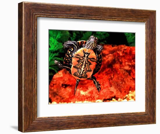 Red Belly Turtle-David Northcott-Framed Photographic Print