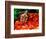 Red Belly Turtle-David Northcott-Framed Photographic Print