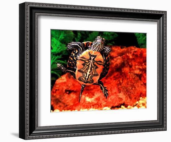 Red Belly Turtle-David Northcott-Framed Photographic Print