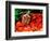 Red Belly Turtle-David Northcott-Framed Photographic Print