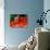 Red Belly Turtle-David Northcott-Photographic Print displayed on a wall