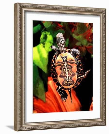 Red Belly Turtle-David Northcott-Framed Photographic Print