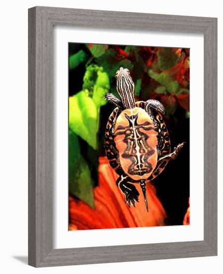 Red Belly Turtle-David Northcott-Framed Photographic Print