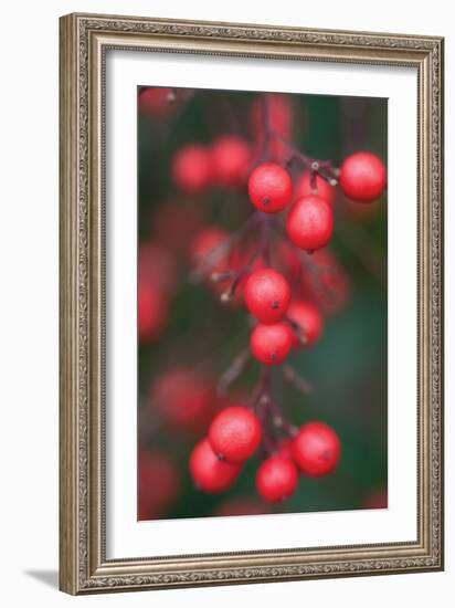 Red Berries 1-Erin Berzel-Framed Photographic Print