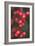 Red Berries 1-Erin Berzel-Framed Photographic Print