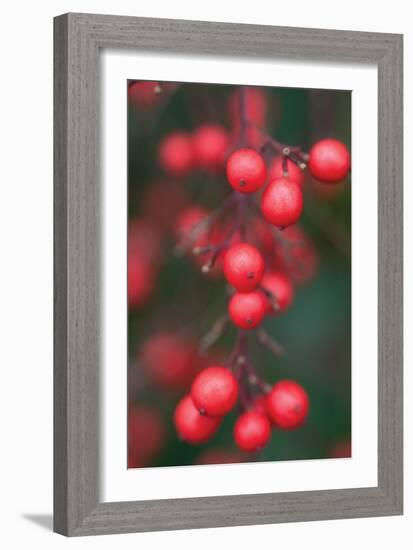 Red Berries 1-Erin Berzel-Framed Photographic Print