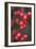 Red Berries 1-Erin Berzel-Framed Photographic Print