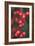 Red Berries 1-Erin Berzel-Framed Photographic Print