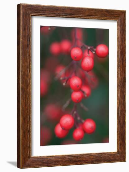 Red Berries 1-Erin Berzel-Framed Photographic Print