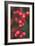 Red Berries 1-Erin Berzel-Framed Photographic Print