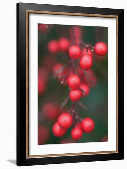 Red Berries 1-Erin Berzel-Framed Photographic Print