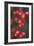 Red Berries 1-Erin Berzel-Framed Photographic Print