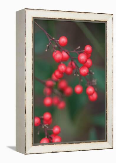 Red Berries 2-Erin Berzel-Framed Premier Image Canvas