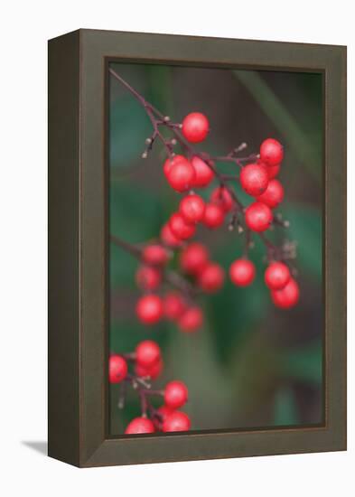 Red Berries 2-Erin Berzel-Framed Premier Image Canvas