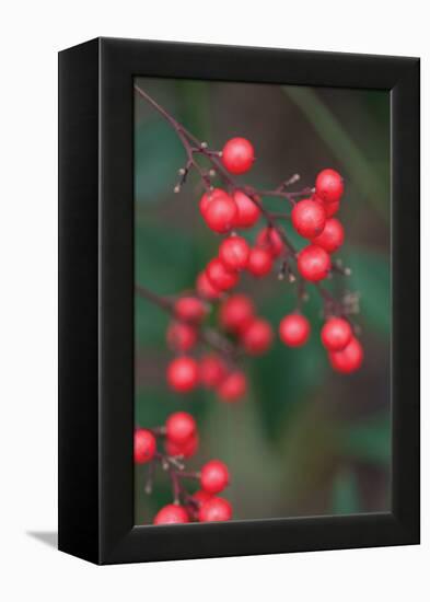 Red Berries 2-Erin Berzel-Framed Premier Image Canvas