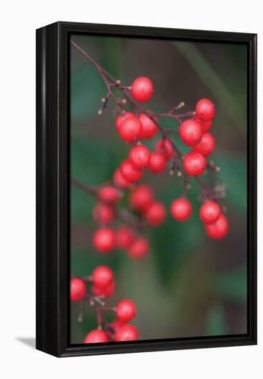 Red Berries 2-Erin Berzel-Framed Premier Image Canvas