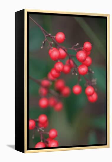 Red Berries 2-Erin Berzel-Framed Premier Image Canvas