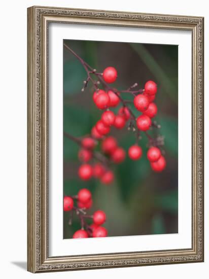 Red Berries 2-Erin Berzel-Framed Photographic Print