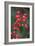 Red Berries 2-Erin Berzel-Framed Photographic Print