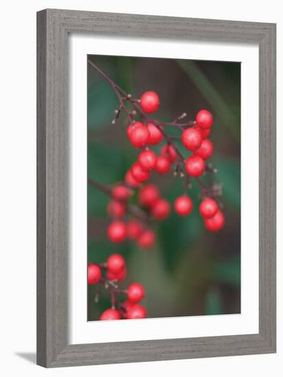 Red Berries 2-Erin Berzel-Framed Photographic Print