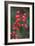 Red Berries 2-Erin Berzel-Framed Photographic Print