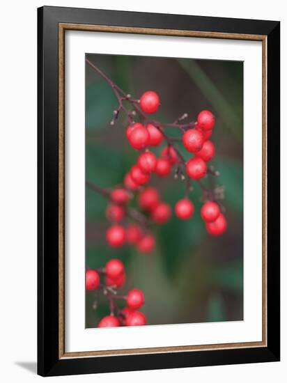 Red Berries 2-Erin Berzel-Framed Photographic Print