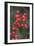 Red Berries 2-Erin Berzel-Framed Photographic Print