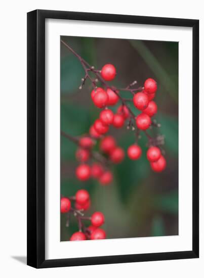 Red Berries 2-Erin Berzel-Framed Photographic Print