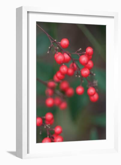 Red Berries 2-Erin Berzel-Framed Photographic Print