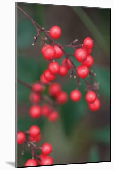 Red Berries 2-Erin Berzel-Mounted Photographic Print