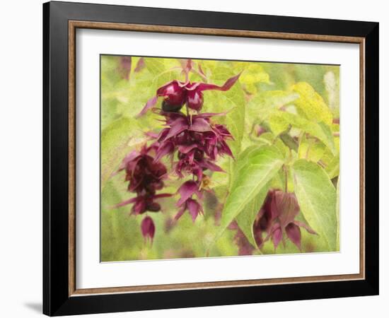 Red Berries and Green Leaves-George Johnson-Framed Photographic Print