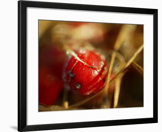 Red Berries at Kenilworth Castle Grounds in Warwickshire-null-Framed Photographic Print