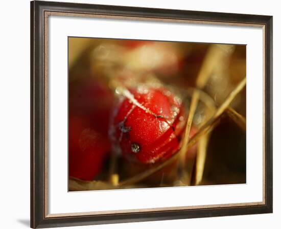 Red Berries at Kenilworth Castle Grounds in Warwickshire-null-Framed Photographic Print