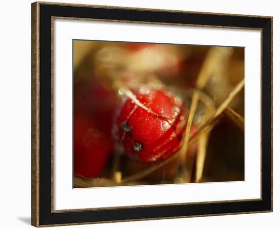 Red Berries at Kenilworth Castle Grounds in Warwickshire-null-Framed Photographic Print