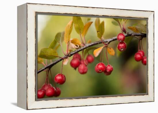 Red Berries II-Erin Berzel-Framed Premier Image Canvas