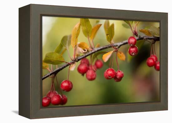 Red Berries II-Erin Berzel-Framed Premier Image Canvas