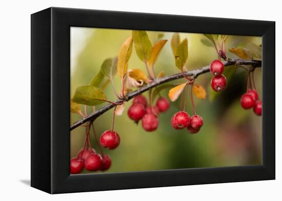 Red Berries II-Erin Berzel-Framed Premier Image Canvas