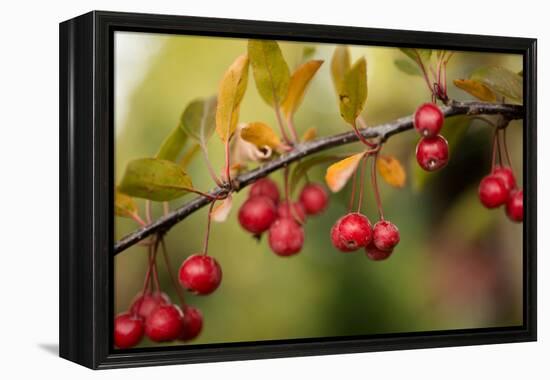 Red Berries II-Erin Berzel-Framed Premier Image Canvas