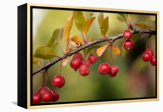 Red Berries II-Erin Berzel-Framed Premier Image Canvas