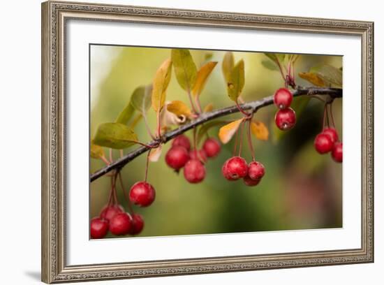 Red Berries II-Erin Berzel-Framed Photographic Print