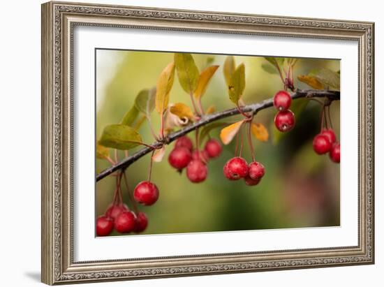 Red Berries II-Erin Berzel-Framed Photographic Print