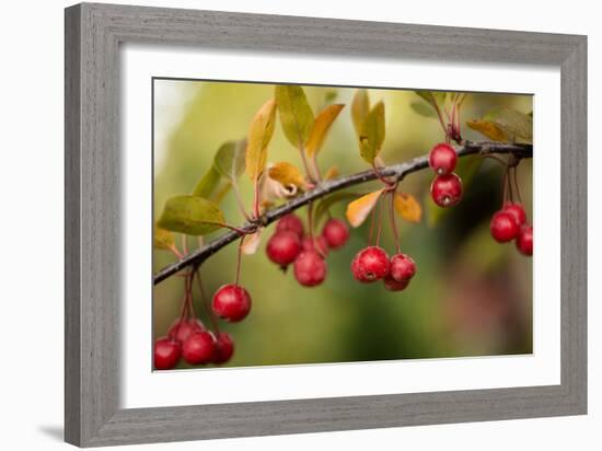 Red Berries II-Erin Berzel-Framed Photographic Print