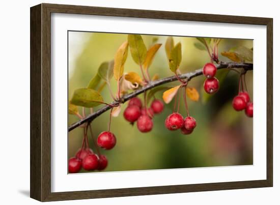 Red Berries II-Erin Berzel-Framed Photographic Print