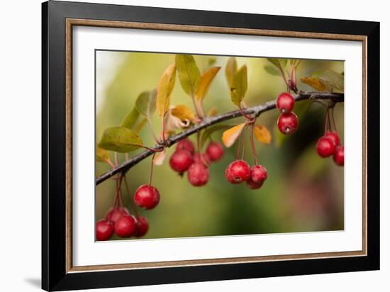 Red Berries II-Erin Berzel-Framed Photographic Print