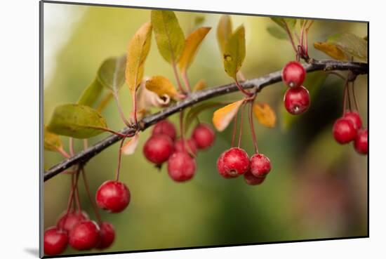 Red Berries II-Erin Berzel-Mounted Photographic Print