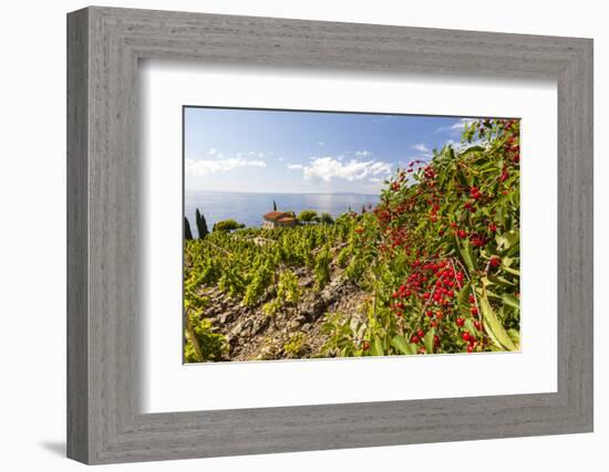 Red berries in cultivated fields, Pomonte, Marciana, Elba Island, Livorno Province, Tuscany, Italy,-Roberto Moiola-Framed Photographic Print