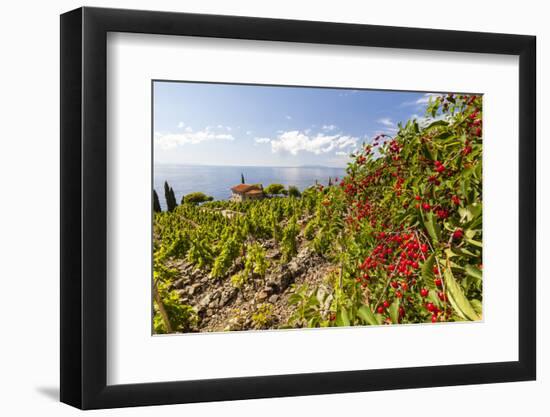 Red berries in cultivated fields, Pomonte, Marciana, Elba Island, Livorno Province, Tuscany, Italy,-Roberto Moiola-Framed Photographic Print
