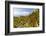 Red berries in cultivated fields, Pomonte, Marciana, Elba Island, Livorno Province, Tuscany, Italy,-Roberto Moiola-Framed Photographic Print